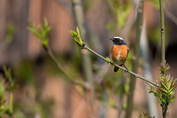 Gartenrotschwanz (Phoenicurus phoenicurus) Männchen