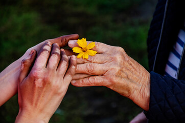 Girl's hand with vitiligo on the skin with a flower. The wrinkled hand of a grandmother holds the hand of a girl with vitiligo on the skin. Concept of kindness and mutual help. No discrimination
