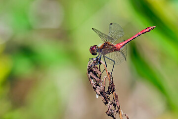 Blutrote Heidelibelle ( Sympetrum sanguineum ).