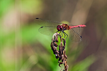Blutrote Heidelibelle ( Sympetrum sanguineum ).