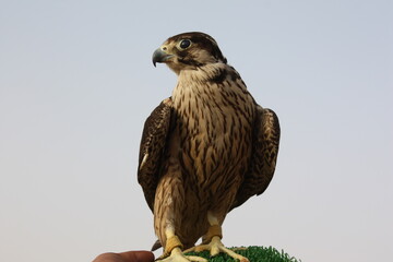 desert hawk, bird, hawk, beak, eagle, animal, falcon, nature, predator, prey, raptor, wild, wildlife, eye, bird of prey, feather, buzzard, hunter, head, feathers, portrait, wing, brown, hunting, fly, 