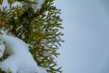 fresh snow on the branches of thuja. Green thuja white snow close-up, selective focus. Frozen needles of an evergreen coniferous tree thuja close-up. Beautiful nature in late autumn and winter.