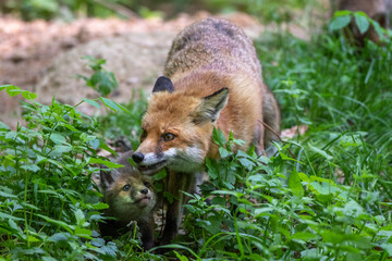 Rotfuchs (Vulpes vulpes) mit Jungen