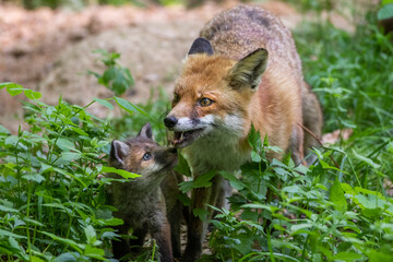 Rotfuchs (Vulpes vulpes) mit Jungen