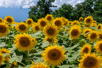 山梨県北杜市明野のひまわり