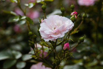 The smell of last summer