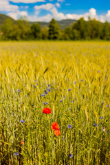 A golden wheat field with poppies