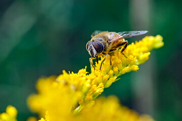 Mistbiene , Schlammbiene oder Scheinbienen-Keilfleckschwebfliege ( Eristalis tenax ).