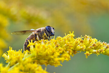 Mistbiene , Schlammbiene oder Scheinbienen-Keilfleckschwebfliege ( Eristalis tenax ).