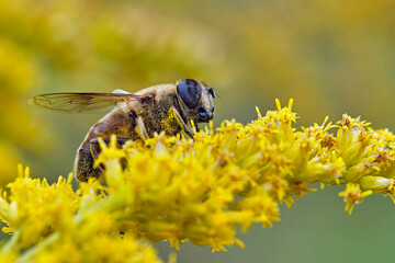 Mistbiene , Schlammbiene oder Scheinbienen-Keilfleckschwebfliege ( Eristalis tenax ).