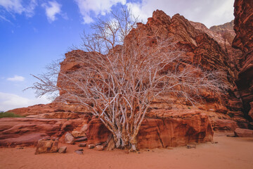 Ancestral tree in the Wadi Rum Desert, it indicates the entrance to a canyon, where petroglyphs...