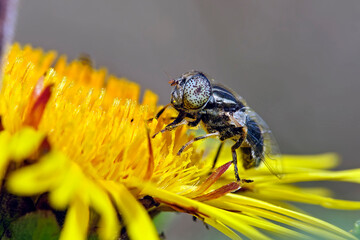 Glänzende Faulschlammschwebfliege ( Eristalinus aeneus ).