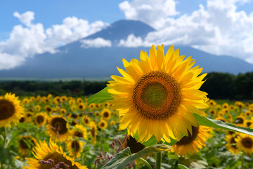 Fototapeta premium 山中湖村の富士山とひまわり