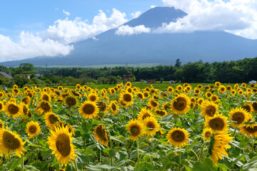 Naklejka premium 山中湖村の富士山とひまわり