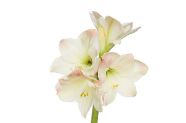 Fototapeta na wymiar White and pink amaryllis