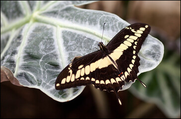 Mariposa Papilo thoas amarilla y negra posada sobre una hoja
