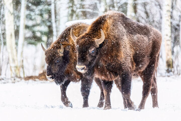 Large brown bisons Wisent group near winter forest with snow. Herd Of European Aurochs Bison, Bison Bonasus. Nature habitat. Selective focus.