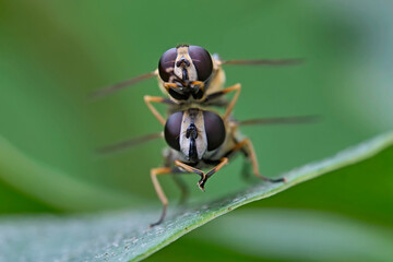 Kopulierende Gemeine Sumpfschwebfliegen ( Helophilus pendulus ).