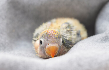 Agaporni a small baby parrot