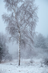 Birch tree covered with frost. West Lothian, Scotland