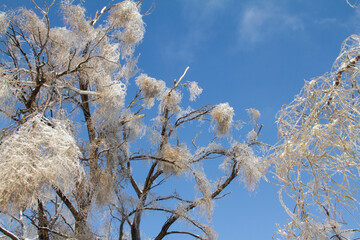 Frozen tree branches covered by ice after an ice storm. Winter landscape.