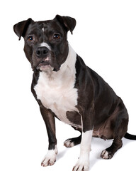 Portrait of a brown American Staffordshire terrier ( amstaff ) sitting isolated in white