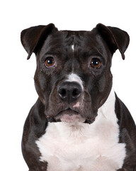Portrait of the head of a brown American Staffordshire terrier ( amstaff ) sitting isolated in white