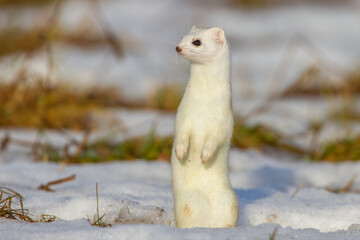 Hermelin (Mustela erminea) im Winterfell
