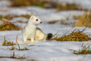 Hermelin (Mustela erminea) im Winterfell