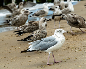 A large group of seagulls on a sandy beach.