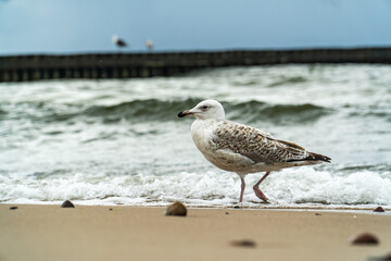 Seagull on the seashore, behind a dark green wave of sea water.