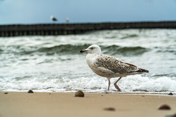 Fototapeta na wymiar Seagull on the seashore, behind a dark green wave of sea water.