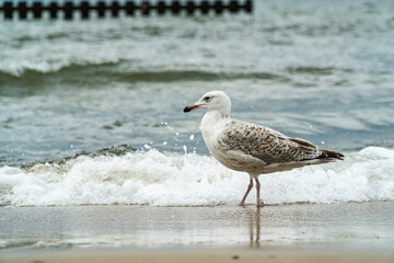 Seagull on the seashore, behind a dark green wave of sea water.