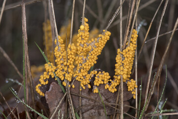 Leocarpus fragilis insect egg slime mold are yellow or orange organisms with the appearance of mucus or small balls that look like insect eggs