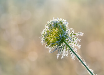 Dried wild carrot flower head, Daucus carota, covered with white hoarfrost crystals on a cold sunny winter day, Germany