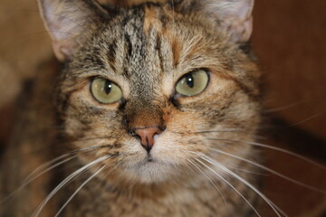 Portrait of an angry cat