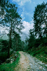 Fototapeta na wymiar Pathway road through green pine forest in Turkey