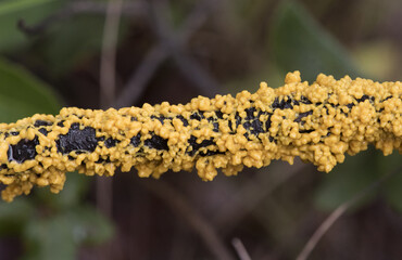 Leocarpus fragilis insect egg slime mold are yellow or orange organisms with the appearance of mucus or small balls that look like insect eggs
