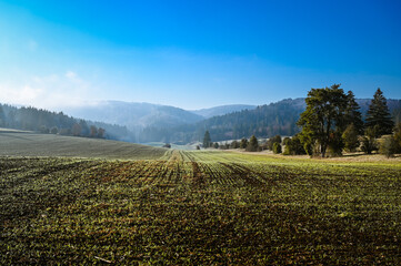 Beautiful winter landscape with a field in the front and forest in the background under a clear blue sky. Over the forest moving fog is illuminated by the sunlight.