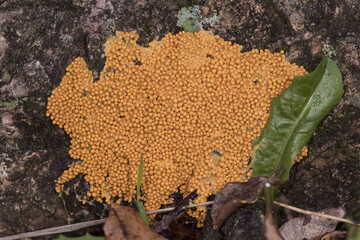 Leocarpus fragilis insect egg slime mold are yellow or orange organisms with the appearance of...