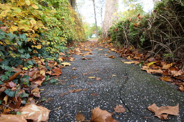 Herbstlaub auf dem Fußweg 01