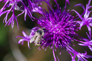 Insect eating nectar on a beautiful purple flower