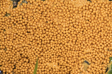 Leocarpus fragilis insect egg slime mold are yellow or orange organisms with the appearance of mucus or small balls that look like insect eggs