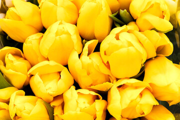 Beautiful bouquet of yellow tulips. Positive spring background. The trendy color of 2021.