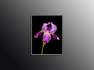 Canvas with Iris flower isolated on black background,  interior decor mock up