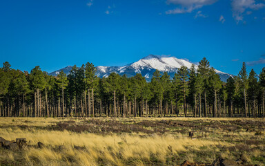 San Francisco Peaks Scenic Road, between Grand Canyon National Park and Flagstaff. In the background, Humphrey Peak