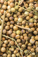 close up Dried coriander fruits, Top view coriander seeds
