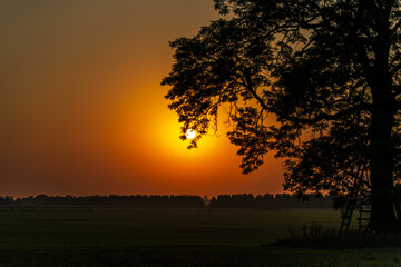 Fototapeta na wymiar chubby tree silhouette at summer sunset