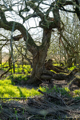 Baum im Sonnenlicht