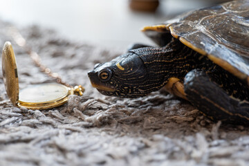Schildkröte mit Uhr